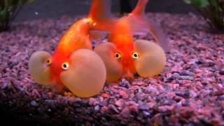 Bubble Eye - Goldfish