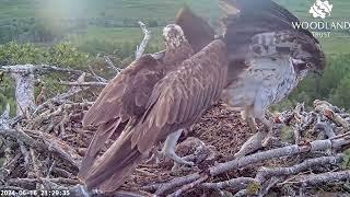 Fish number five is delivered and only two Loch Arkaig Osprey chicks left to share it 16 Jun 2024