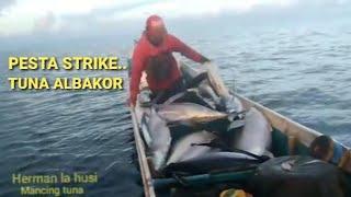 UMPAN CUMI PESTA STRIKE TUNA ALBAKOR