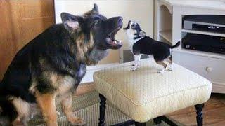 Funny Dogs Barking and Howling Compilation 