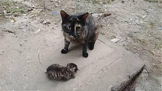 Cat mother struggling to survive helplessly gave the kitten to the passerby who had once fed her.