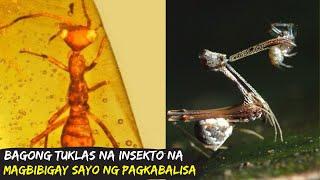 10 Bagong Tuklas na Insekto na Magbibigay Sayo ng Pagkabalisa