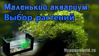 Маленький аквариум. Аквариумные растения  Подбор растений  Аквариумистика  Нано аквариум