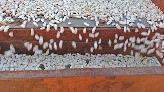 شاهد حصاد الفاصوليا البيضاء المعامله بالسماد الحيوي نوفابلس إنتاج مضاعف بدون كيماوي او مبيدات نهائيا