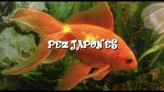 Peces Japoneses - VichoFicha