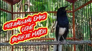 suara kacer gacor merangsang emosi kacer lain cepat bongkar materi