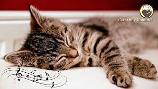 10 Hours of Cat Music  Cat Purring Sounds and Piano Music  Relaxing Cat Music MIX