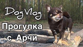 DogVlog Прогулка с чихуахуа Арчи