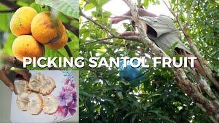 Picking santol fruit beside our house