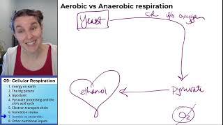 Cellular respiration 7- Anaerobic vs aerobic respiration