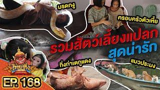 ไทยทึ่ง WOW THAILAND  EP.168 #รวมสัตว์เลี้ยงแปลกสุดน่ารัก