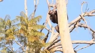 Chimps make climbing look effortless