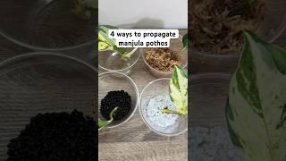 Finding the best propagation medium  #houseplants #plants #propagation #shorts #experiment #pothos