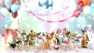 Trailer   Beverly Hills Chihuahua 3