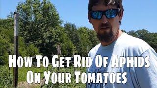 Getting Rid Of Aphids On Tomatoes