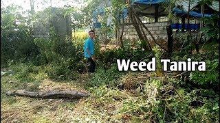 Weed TaniraShort VineB-Dox