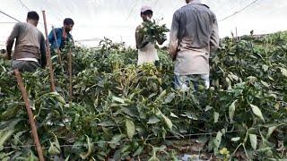 RAINY SEASON CULTIVATION OF CAPSICUM