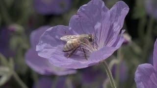 How to make a bee-friendly garden  The RHS