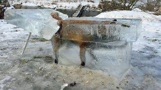 Jäger findet eingefrorenen Fuchs und nutzt ihn als Warnung