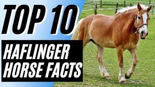 Top 10 Interesting Facts About The Haflinger Horse