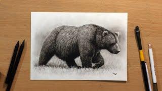 How to Draw a Bear in Charcoal