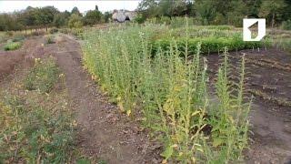 Утренний эфир  Выращивание кунжута в Приднестровье