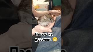 Как закапать уши дикому пасюку при отите.  Пасюк Клемент.  #wildrats #cuterats #полезно #like