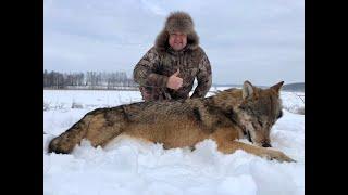 Охота на волка в Беларуси. Точные выстрелы. Часть1