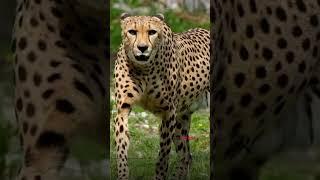 Best Cheetah Quotes to Supercharge Your Success