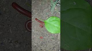 The millipede left its nest and its baby.