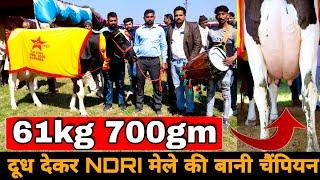 HF Cow राष्ट्रीय डेरी मेले की चैंपियन 2020 NDRI Karnal Haryana  National dairy research institute