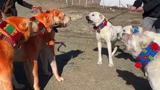 WOLF HUNTER AKBASH DOGS IN ANATOLIA