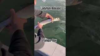 #fishing #ladyfish #tampabay #floridafishing #shorts #pearljam #alive #fishrelease #release #stpete
