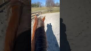 POV Horse Jumping