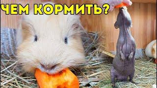 ЧЕМ КОРМИТЬ МОРСКУЮ СВИНКУ? Сочный Корм. SvinkiShow