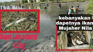 Mencari ikan dengan tangan kosong alias nggogoh iwak di desa Pesurungan Lor Kota Tegal