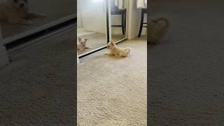 PUPPY SEES HIMSELF IN MIRROR #sweetiepiepets #dog #chihuahuapuppy #puppy #longhairedchihuahua