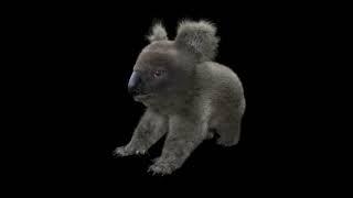 3D Model Koala Hair Fur Rigged Low Poly Animal at 3DExport.com