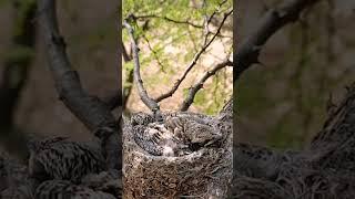 woodshrike mother #shorts