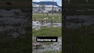 #CAVALO E GARÇA BRANCA  NA NATUREZA