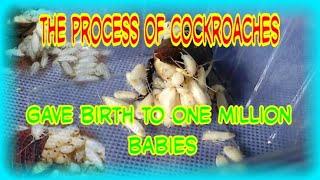 the process of cockroaches giving birth - once a child can be up to millions