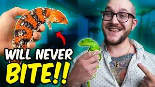5 Reptiles That Will NEVER Bite You