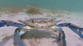 A moment with a blue crab