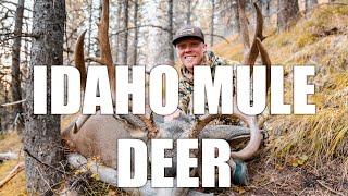 Idaho General Mule Deer Success