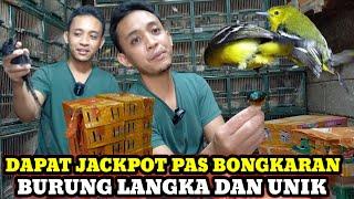 DAPET JACKPOT BURUNG LANGKA PAS BONGKARAN DIKIOS BURUNG KANG PERI PASAR BURUNG PRAMUKA HARI INI