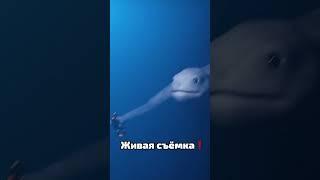 Видео доказывающее что разумная подводная жизнь существует