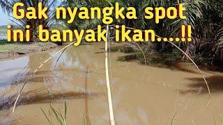 Nangkul ikan sepat dapat Bonus ikan Nila