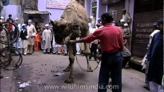 Muslims buy camel for qurbani on the occasion of Eid