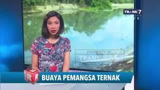 Ada BUAYA DI KALI BEKASI CBL 