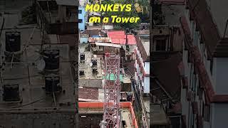 Monkeys  in Sylhet City Bangladesh  #monkey